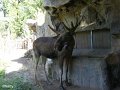 19 - vorbei an den Elchen